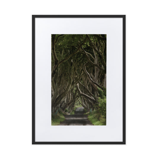 Dark Hedges | by Laura Coughlan